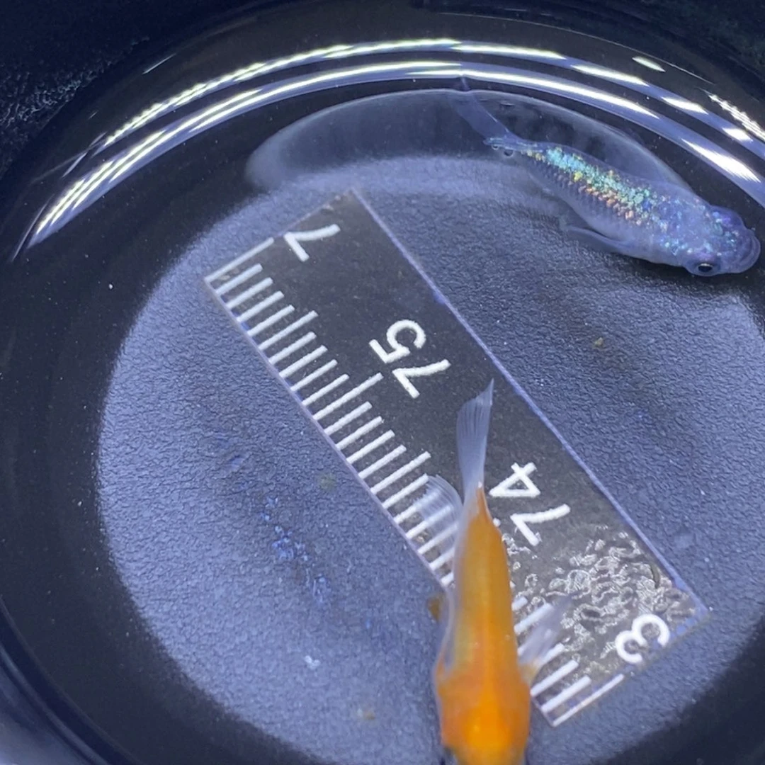 青鳉鱼球体表面31号