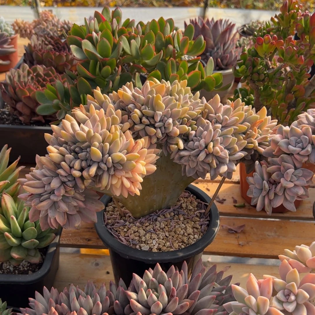 多肉淡雪锦缀化【非偏远满18包邮】