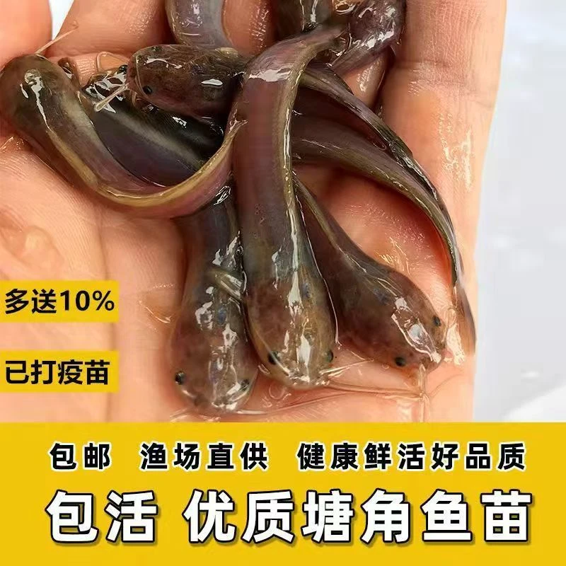 塘鲺鱼苗淡水养殖胡子鲶鱼塘苗观赏鱼包活发货