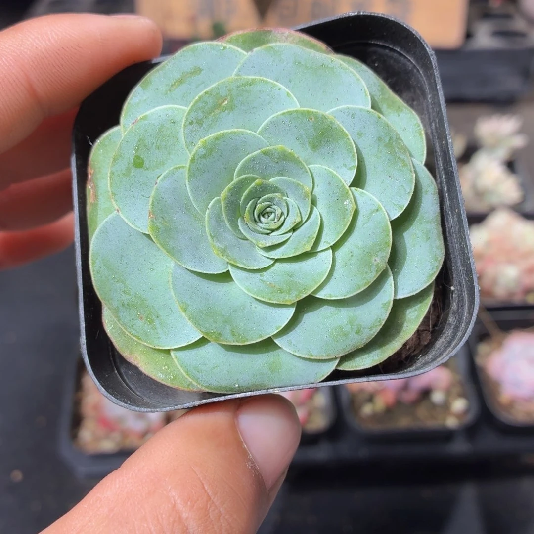 酒杯玫瑰多肉9.9包邮发货