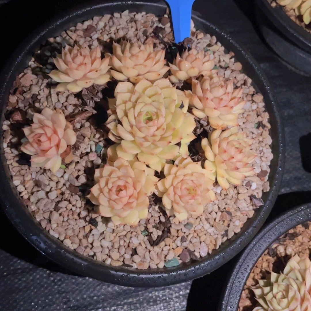 田***田笨吧Ａ８１９一颗一物一拍