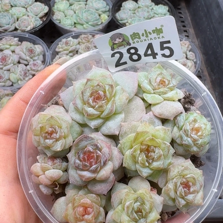 多肉植物多肉植物