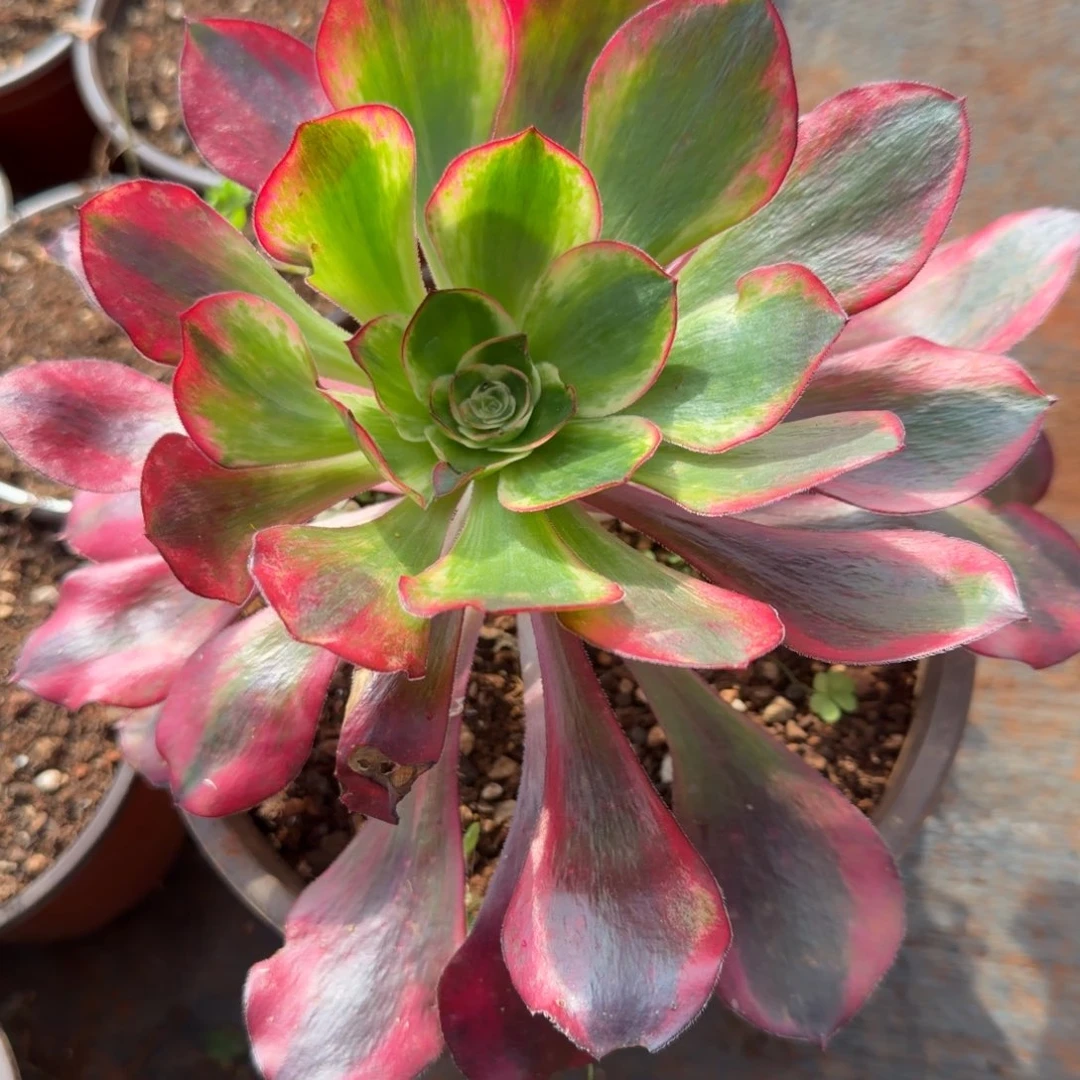 巫毒白锦多肉植物法师