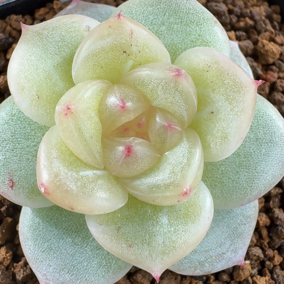 1230-1-花满衣单头一颗多肉