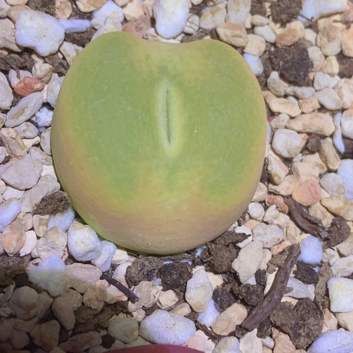 48 990。0990009809899988