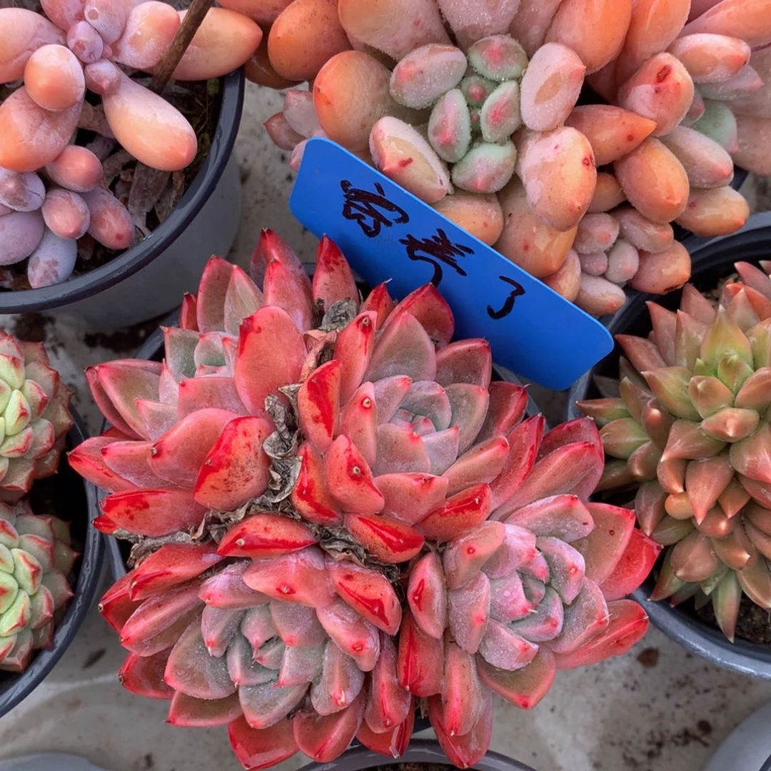 如梦令6262627272727