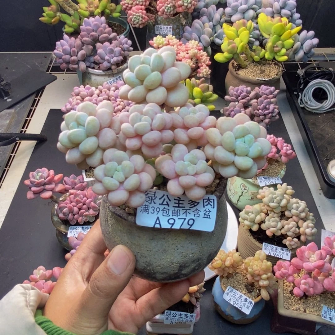 淡***味979洛可可多肉7c m