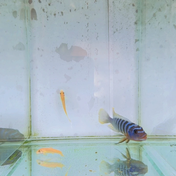 海水1517号轮渡费恩
