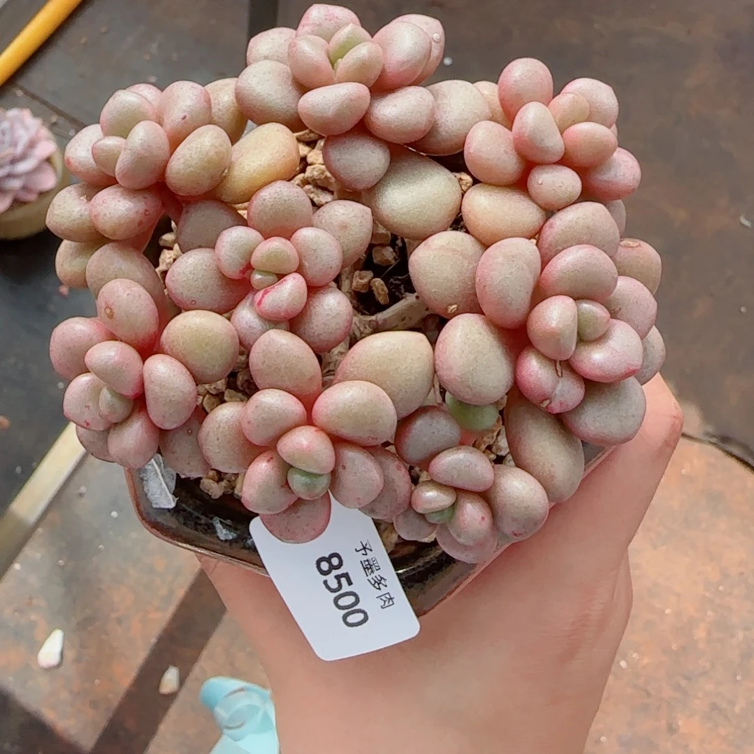 先锋派，8508多肉植物