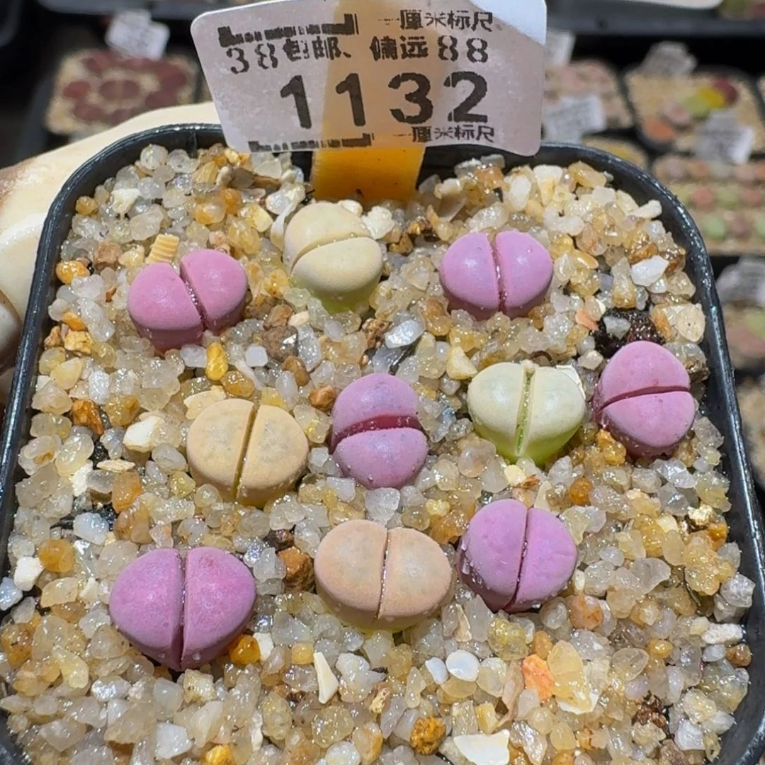 Sssss精品生石花1132