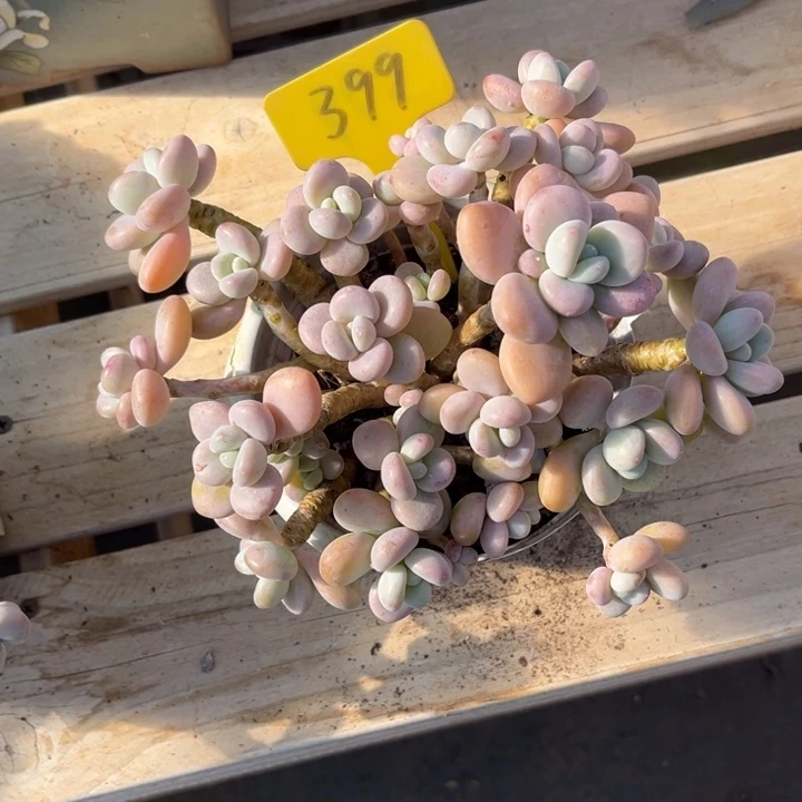 花***夏香水洛神多肉植物3 9 9