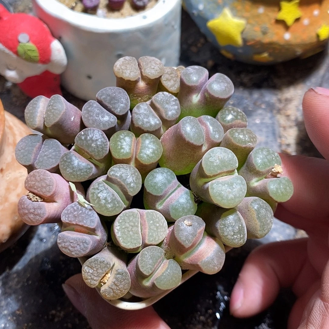 大磁铁一颗。买二送一。