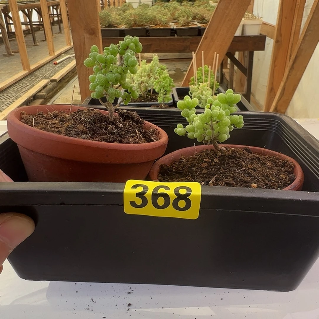 枝干番杏多肉植物368