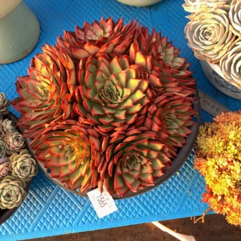 雾**花1568东云多肉