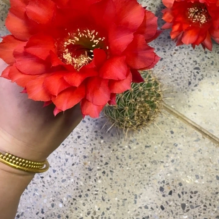 339彩草119歪无根侧牙4公分左右，20包邮