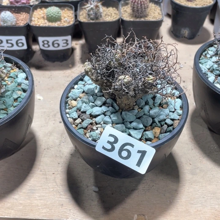 金*五361原地钢丝球万物想