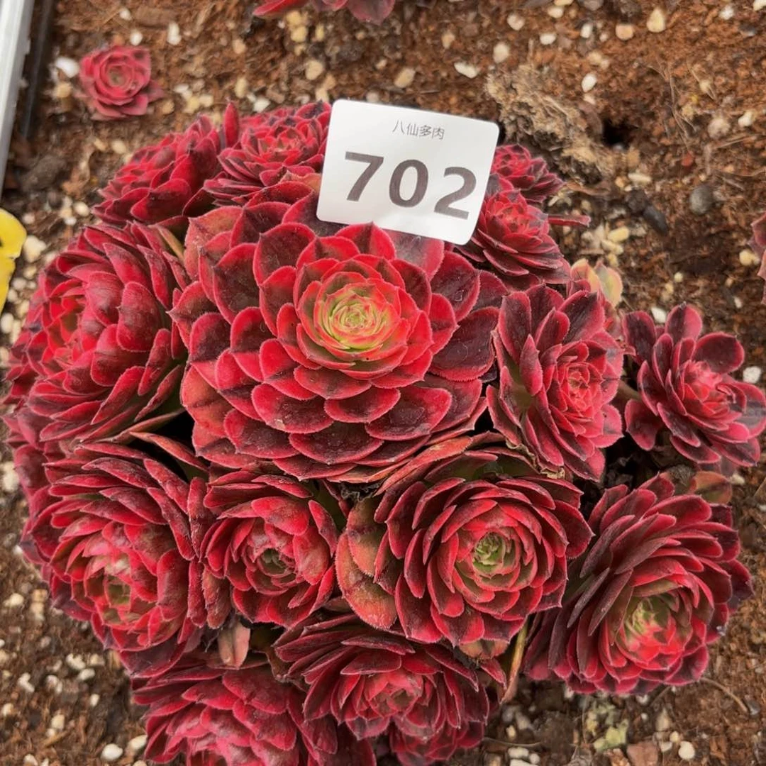 702多肉植物海神