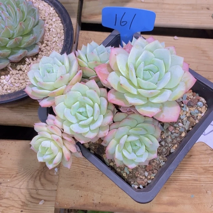 这么多事要等下星期