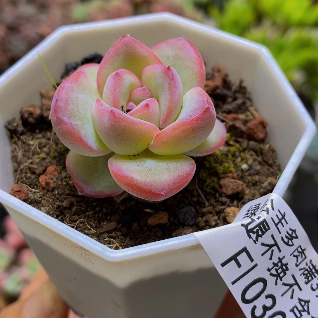 030香草3cm多肉植物