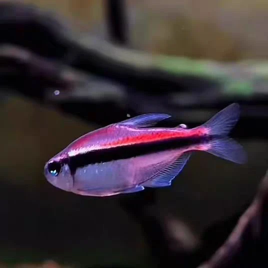 若溪水族绯红巧克力霓虹灯鱼热带鱼淡水小型中高端草缸温顺灯科