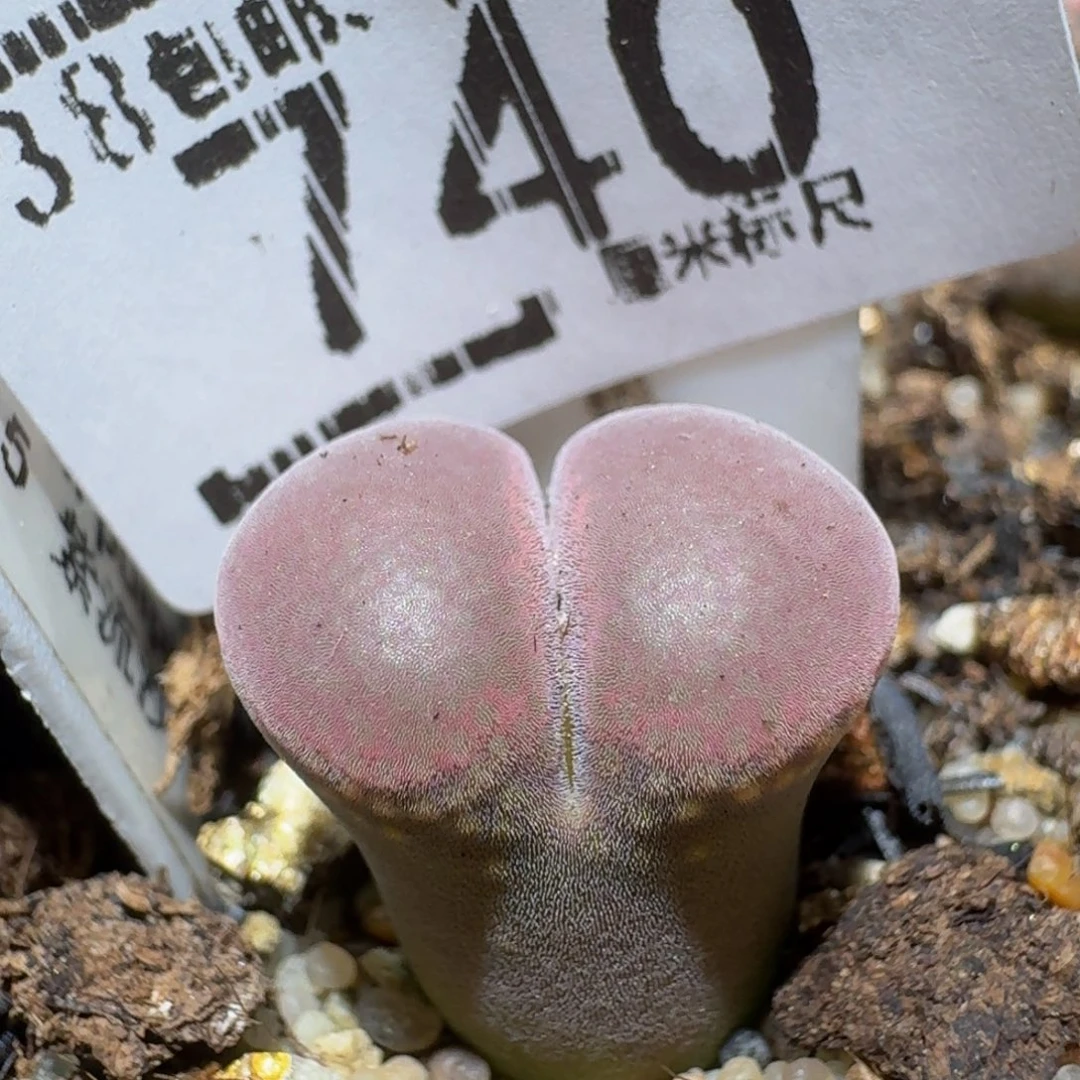 zzzz精品生石花740
