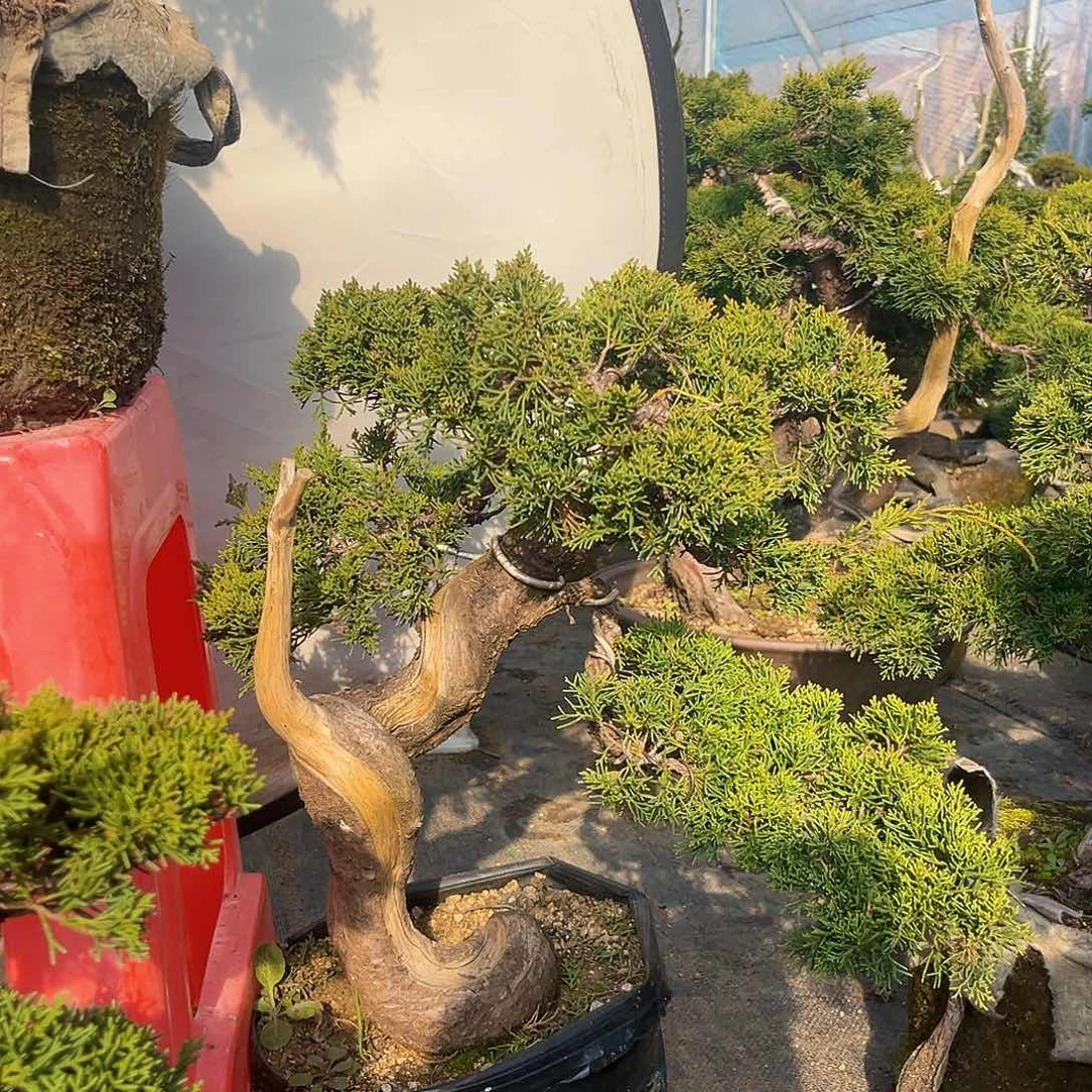 无花朵用****3济州真柏盆景