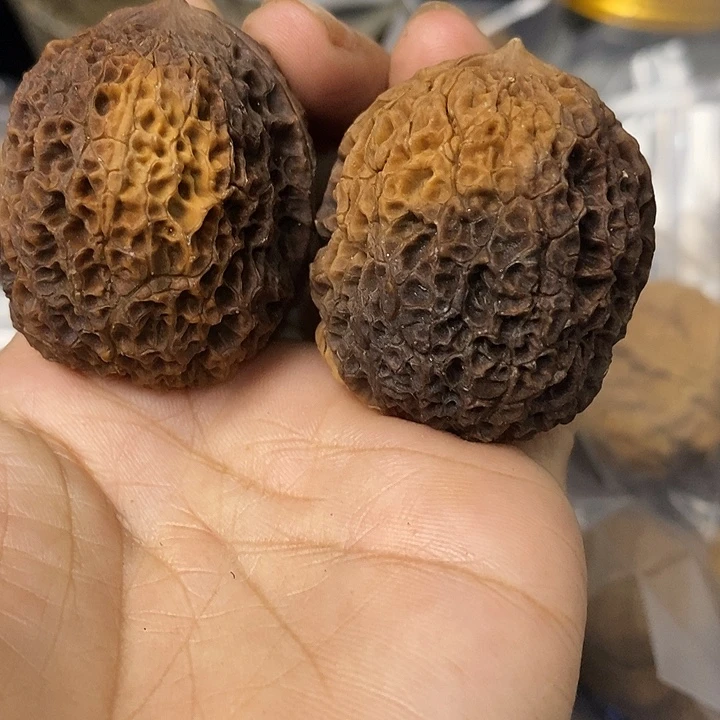 核桃云南铁核桃基地23