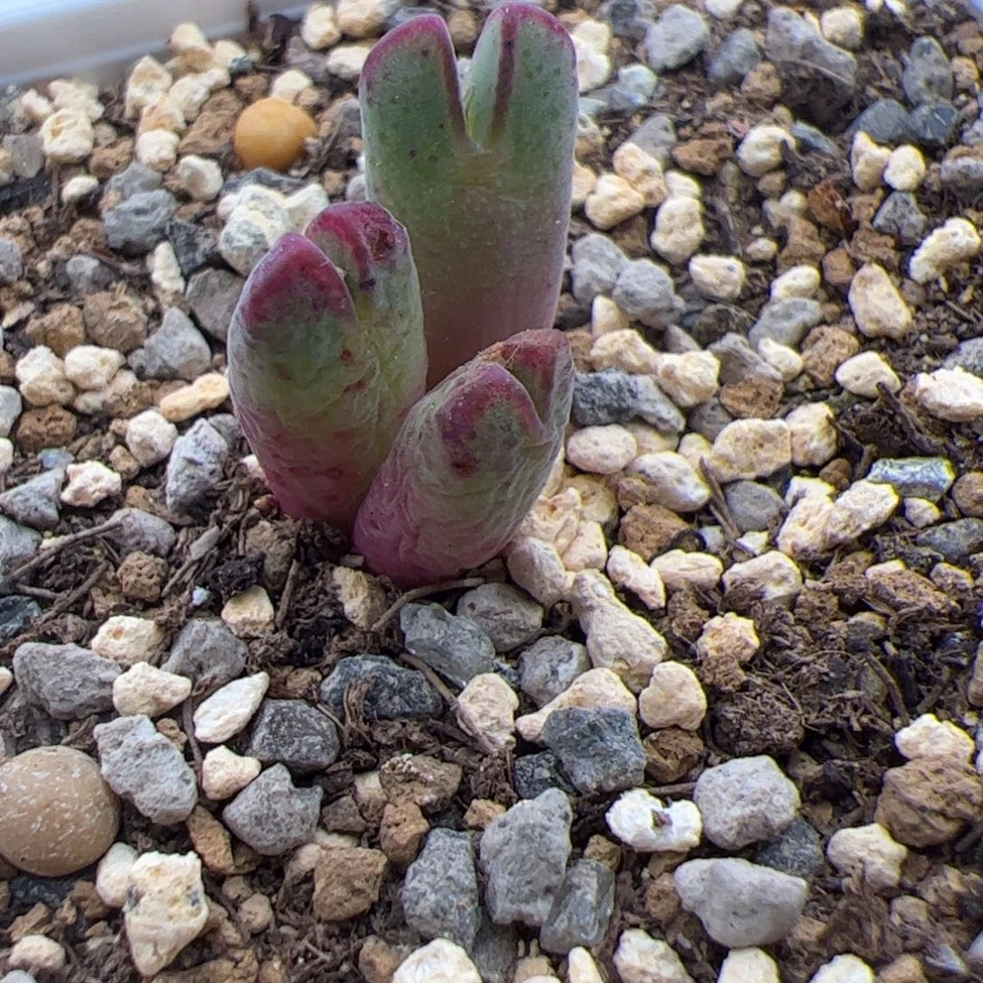 12.26猪蹄杂多肉植物组合56