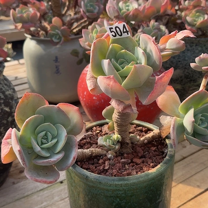 小*504不售后血凤白凤脱土发货不退不换