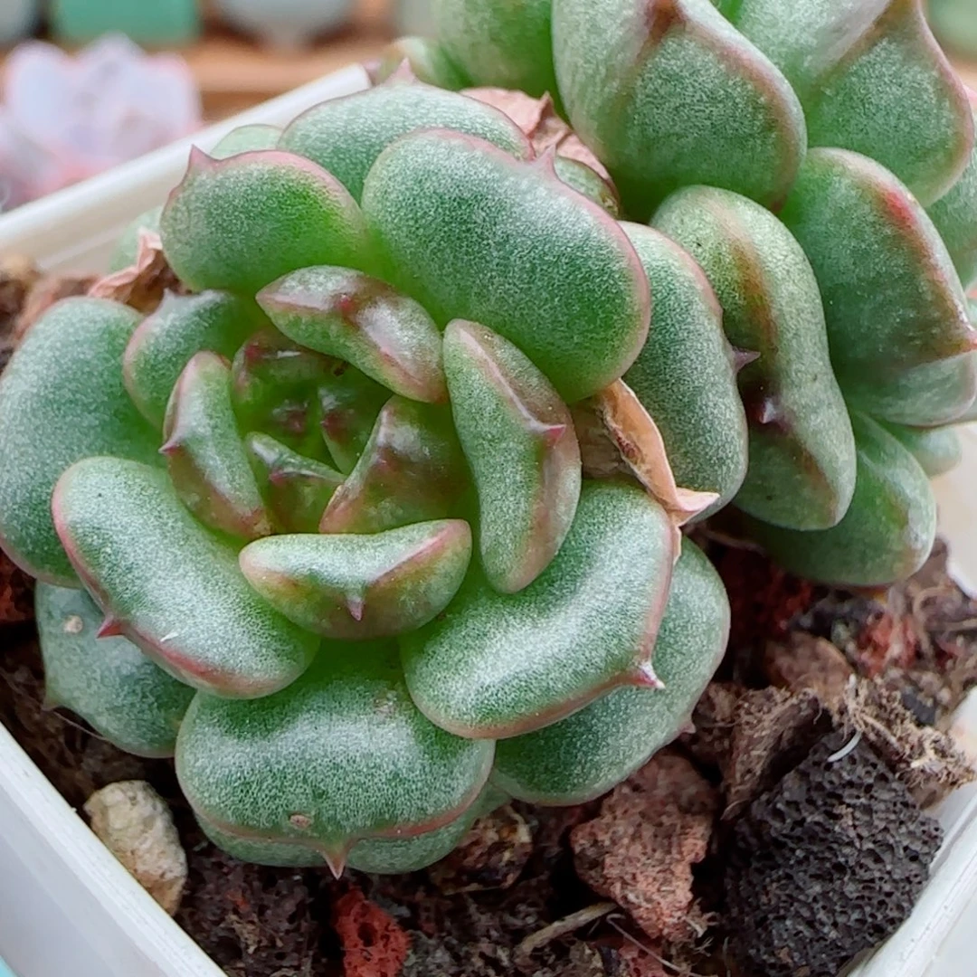 花语逸镜1006-65魑魅琉璃溏心