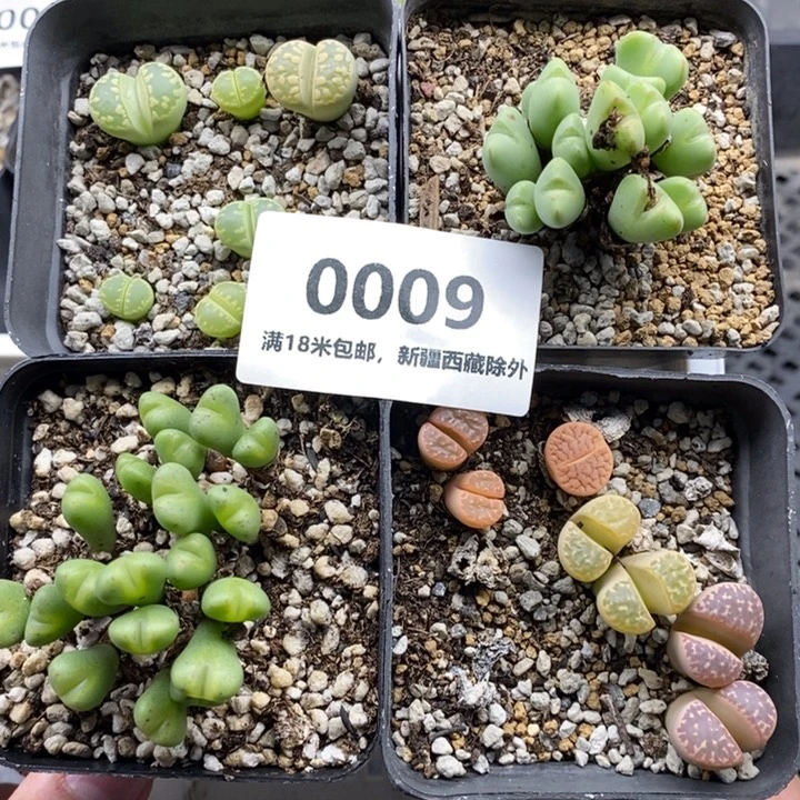 0009。