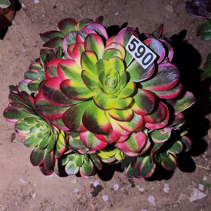 590宽锦多肉植物处理不售后
