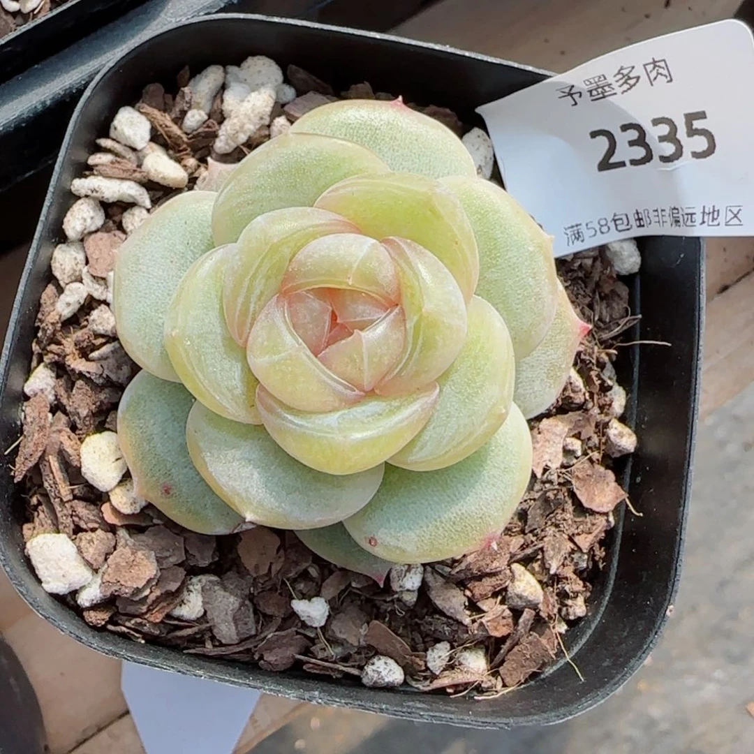 孤品，2335多肉植物