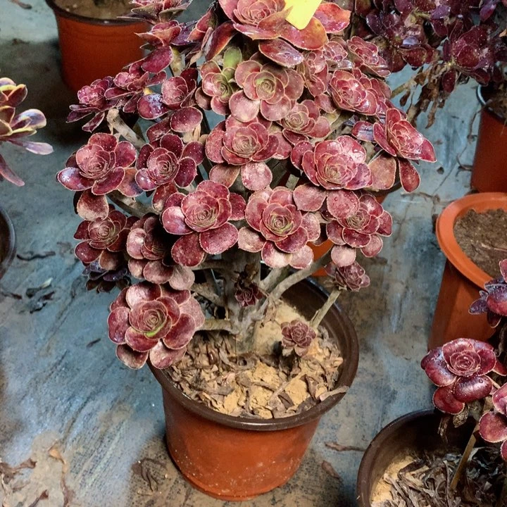 814玫瑰圆叶多肉一物一拍