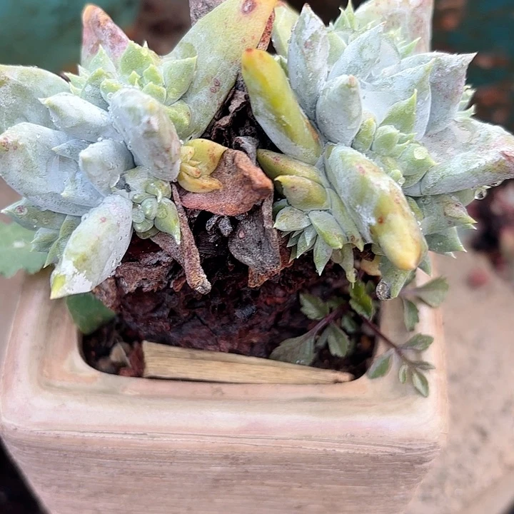 仙女杯多肉植物提取