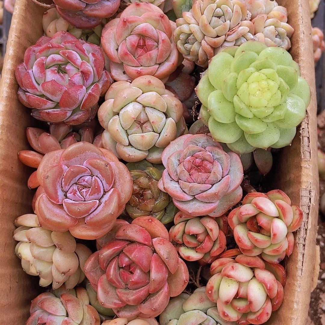 0000000001量拍保底20颗