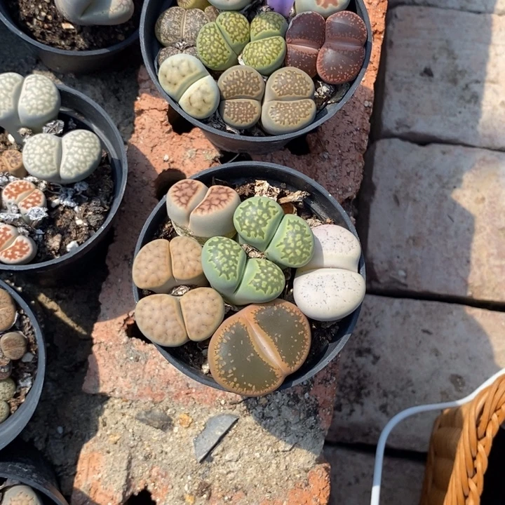 琪***）生石花等植物的生长252