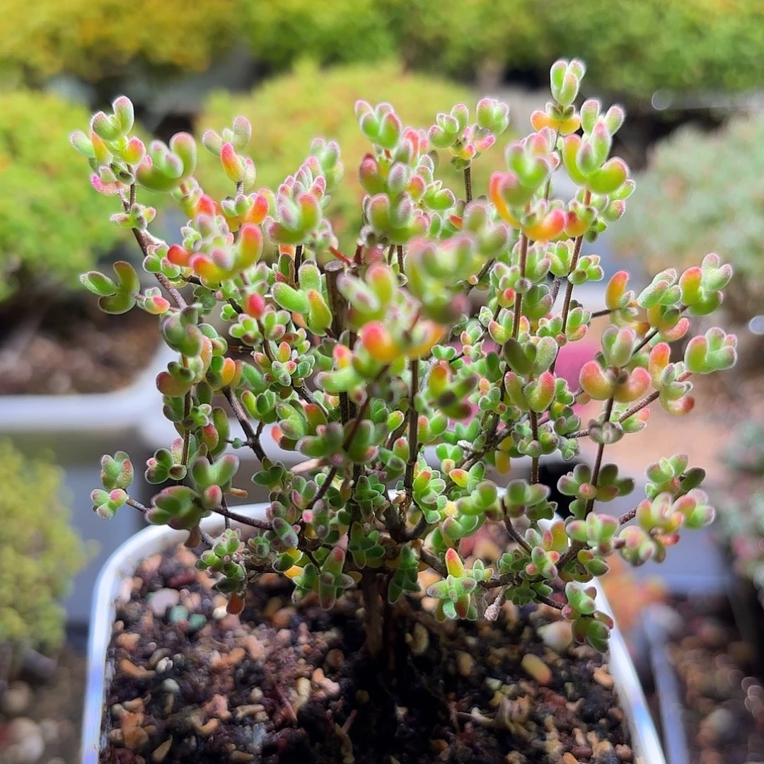 枝干番杏月曲H817