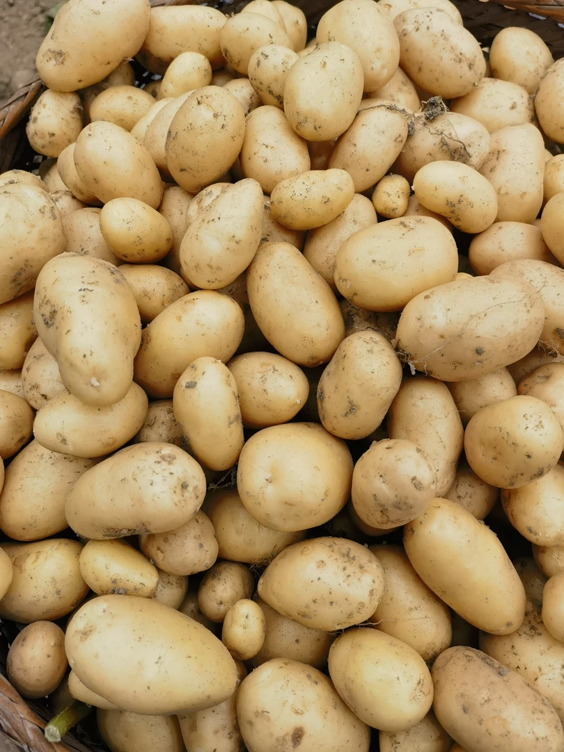 2025年春土豆湘西高山黄心糖心小土豆新鲜露天洋芋农家新鲜蔬菜