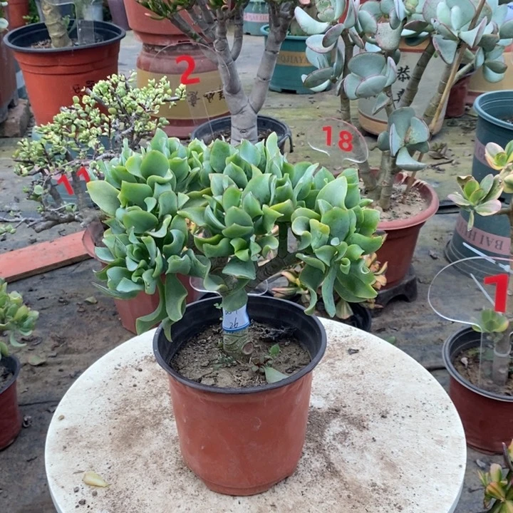 海带花月一物一拍