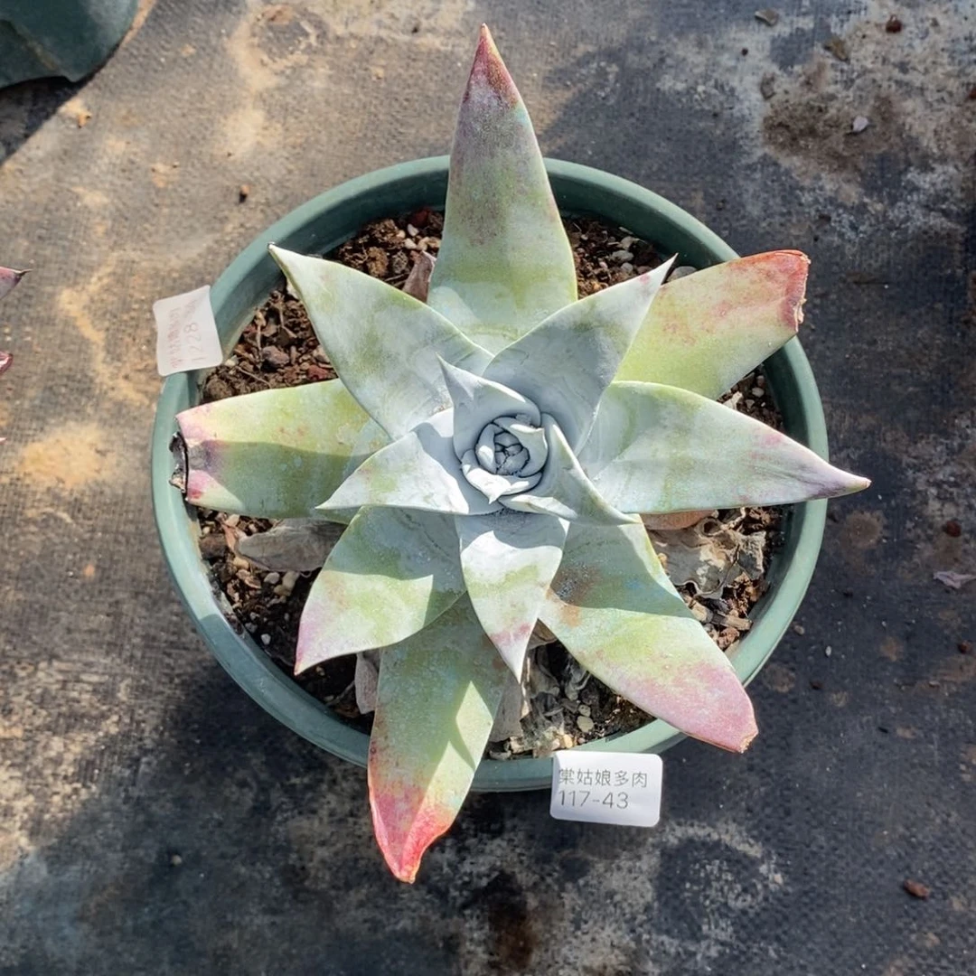 43号普西宽叶粗腿