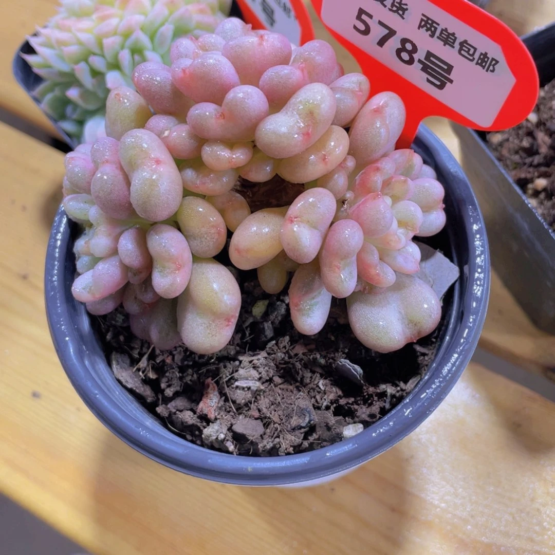 578号 老桩石化比尔盖茨多头
