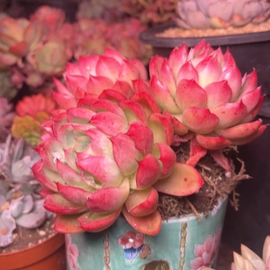 忘*草多肉植物的植物