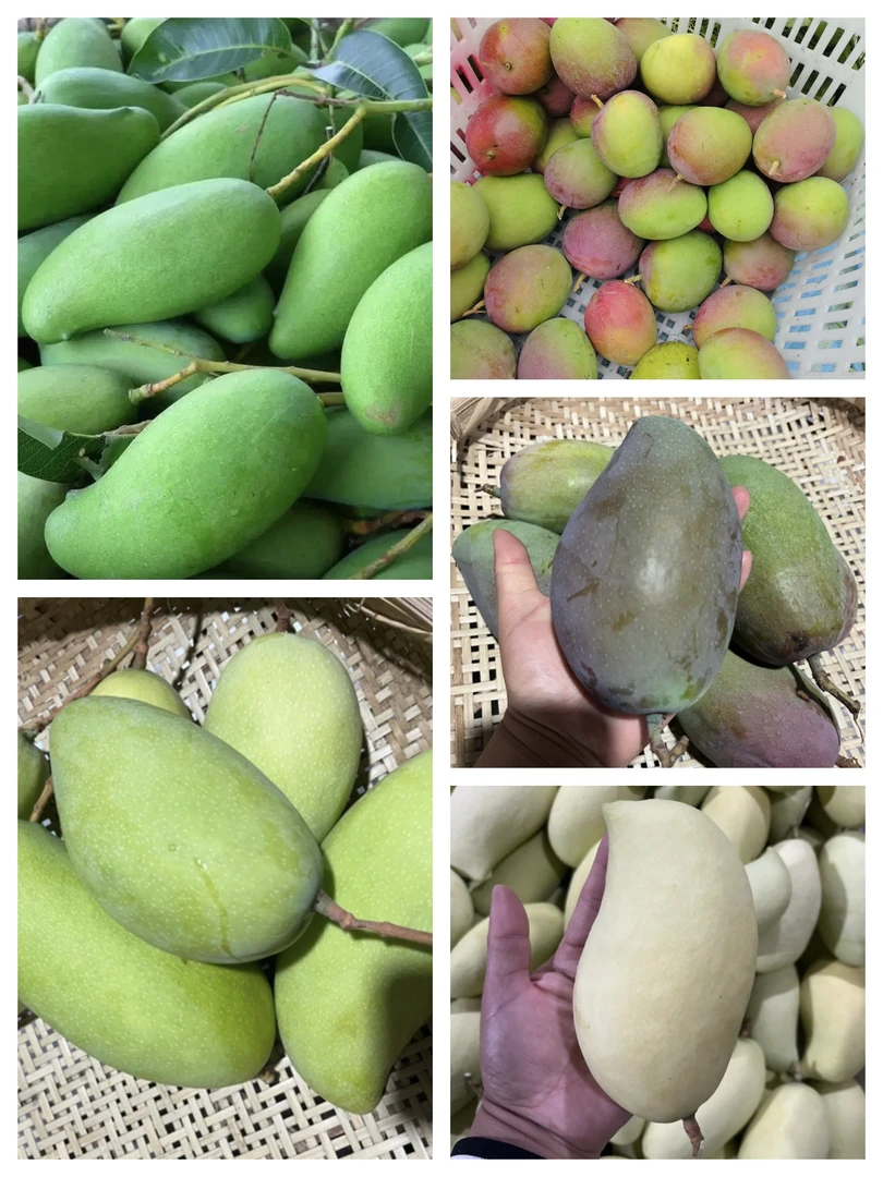 云南山货~芒果类~卤蛋甄选