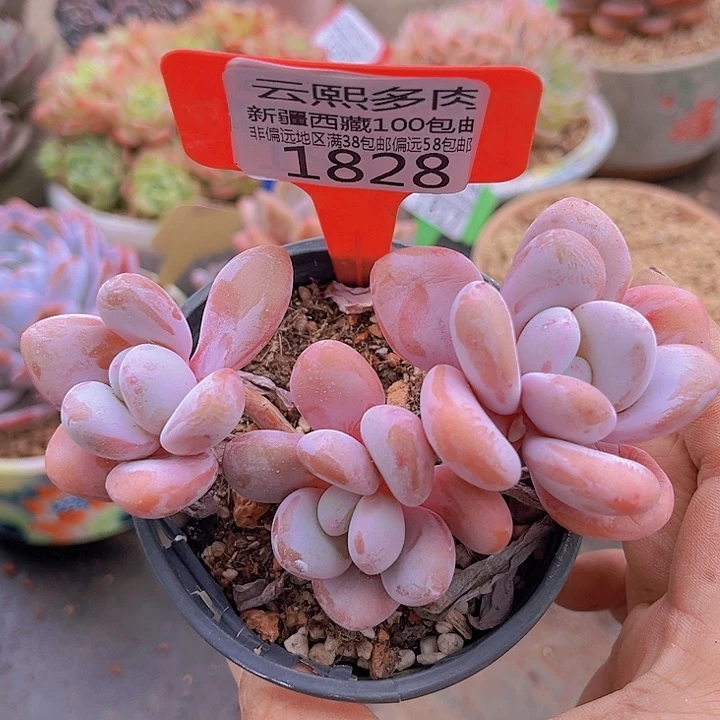 1828粉兔。