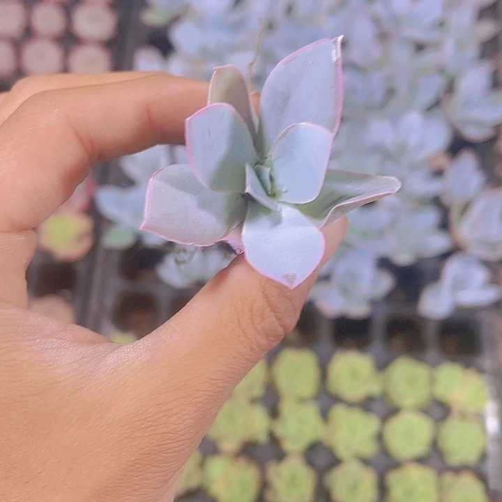 精品广寒宫多肉植物