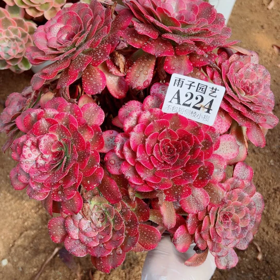 224美姬尺寸25左右
