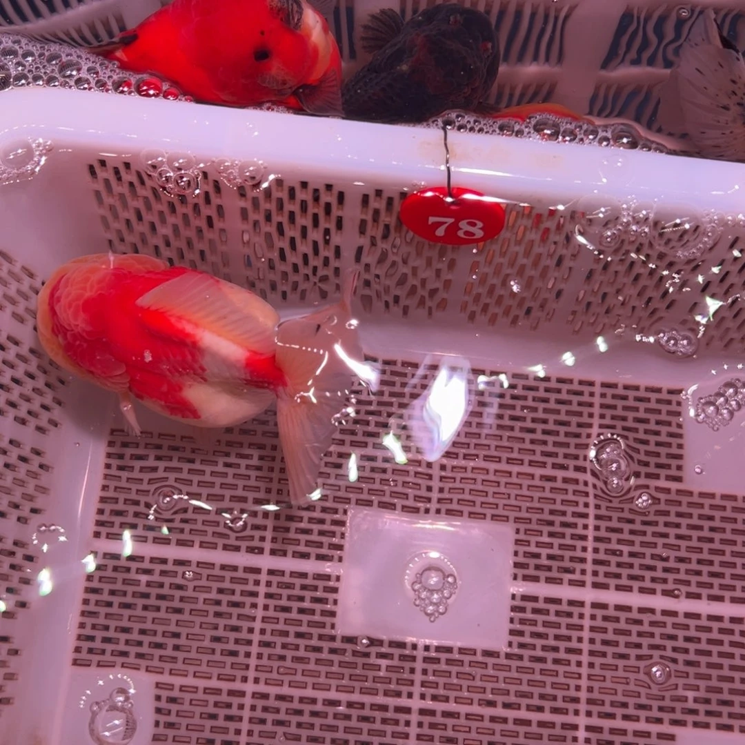 半***心金鱼你好意思的嘛么嘛