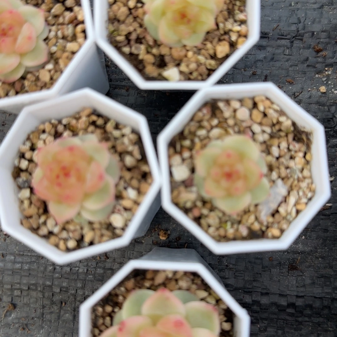 1366盆一个8床满25包邮