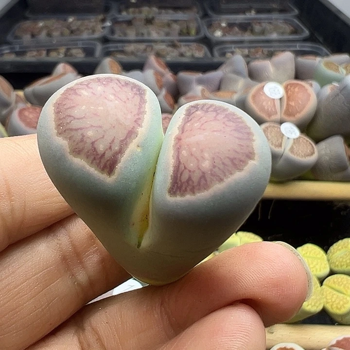 188大长腿绿体菊福利